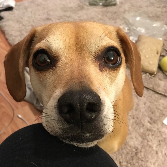 Peanut needs your help! Please offer like & share! - Picture 8 of 8